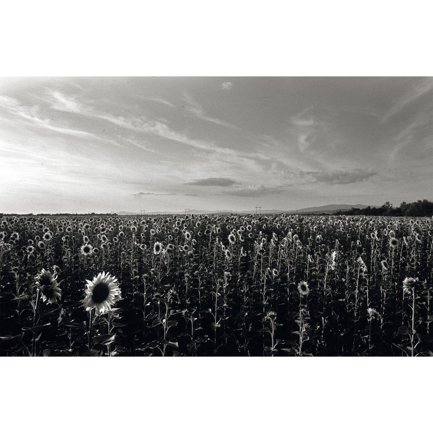 Astra Nebula 100 35mm Black and White Reversal Film 36 Exp Astra Store