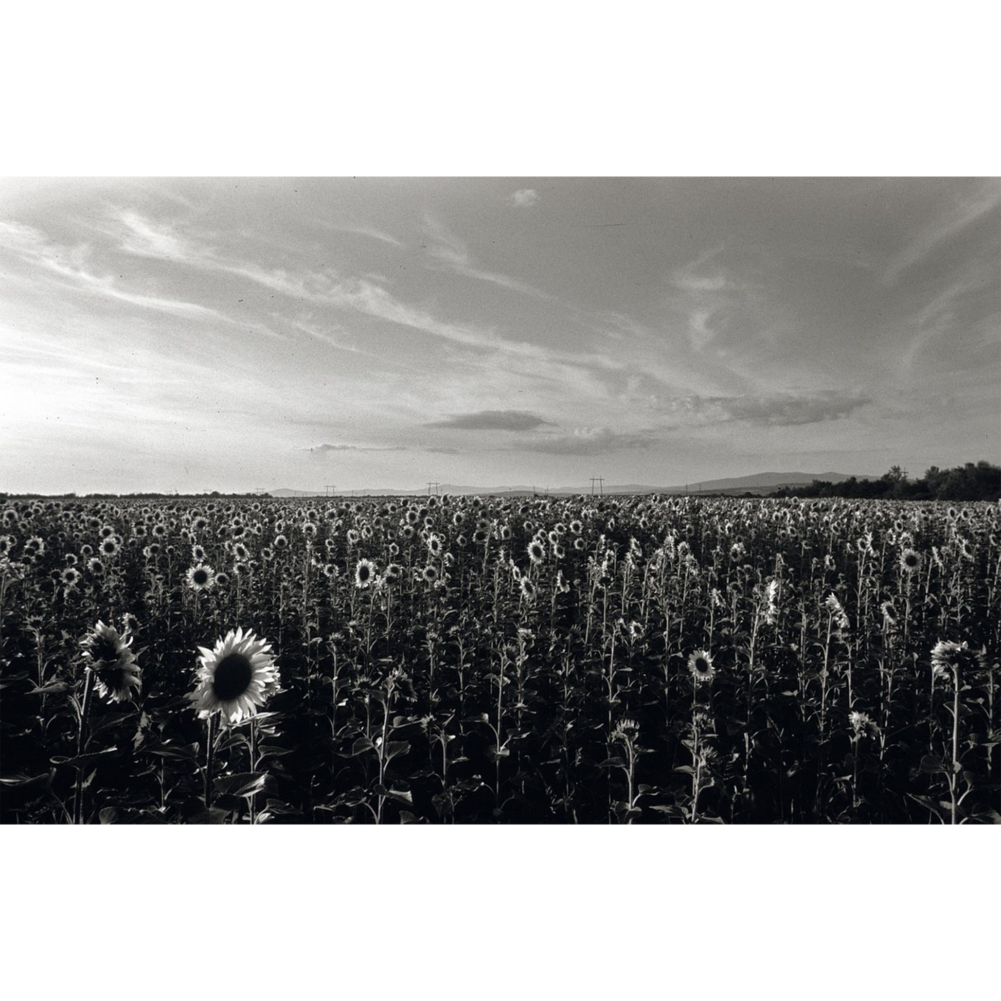 Astra Nebula 100 35mm Black and White Reversal Film 36 Exp Astra Store