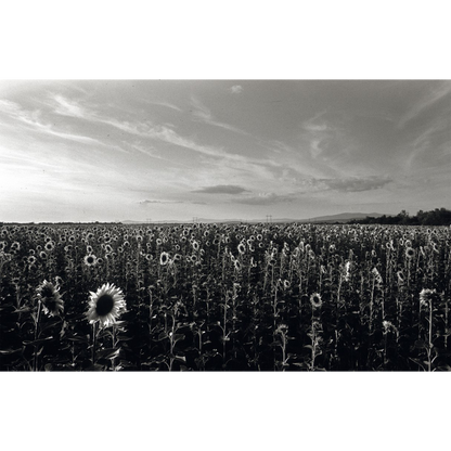 Astra Nebula 100 35mm Black and White Reversal Film 36 Exp Astra Store